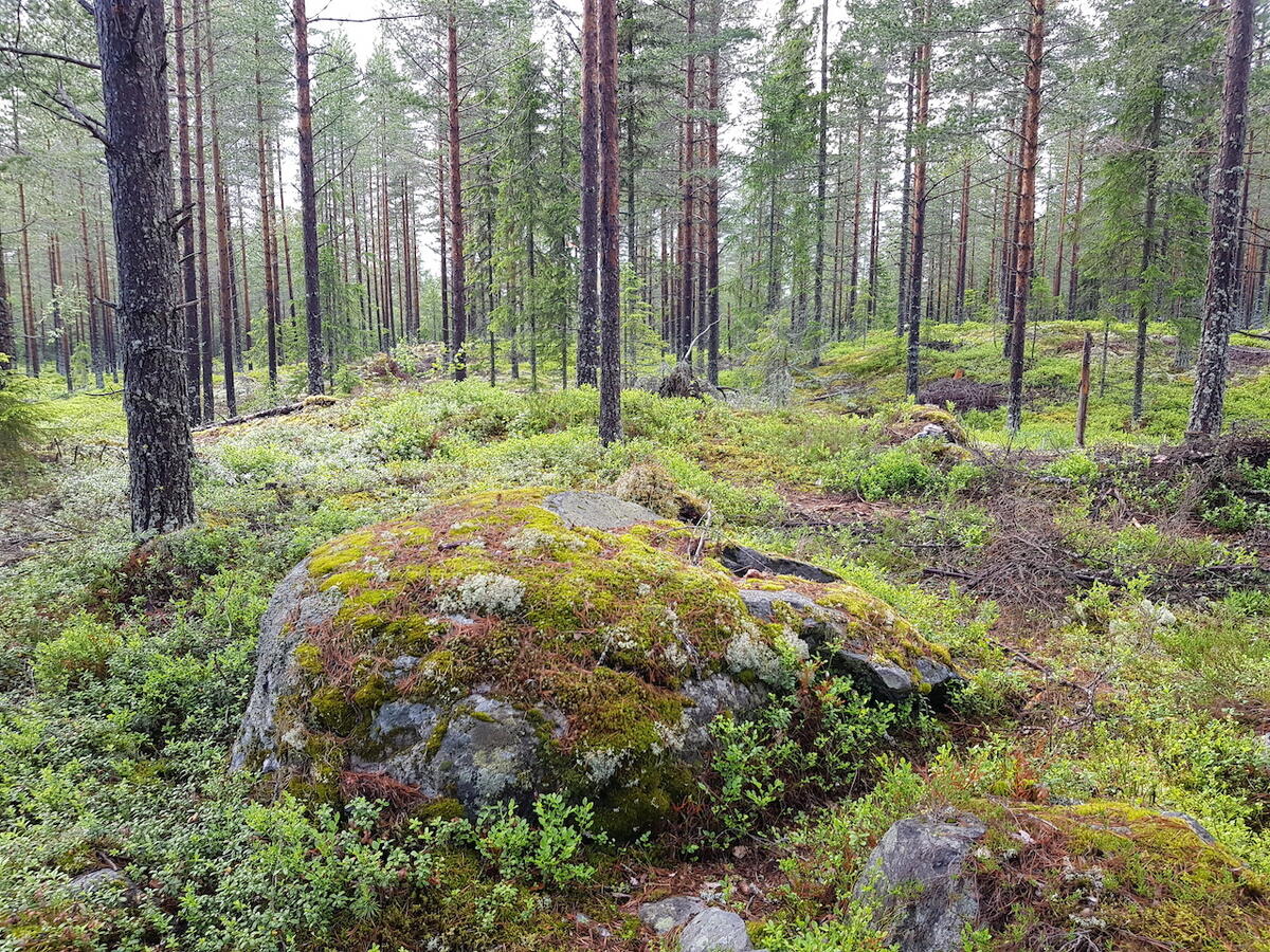 Smaakupert og innbydende terreng paa flere plasser