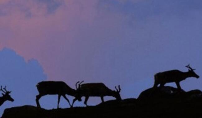Bilete av reinsdyr på SVR si heimeside