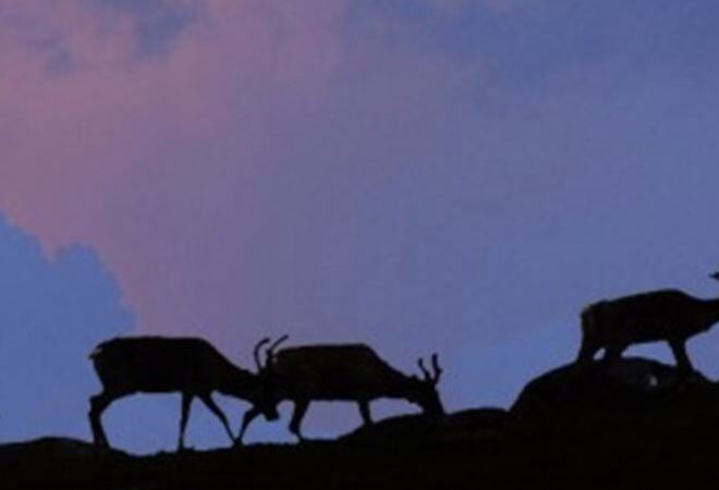Bilete av reinsdyr på SVR si heimeside