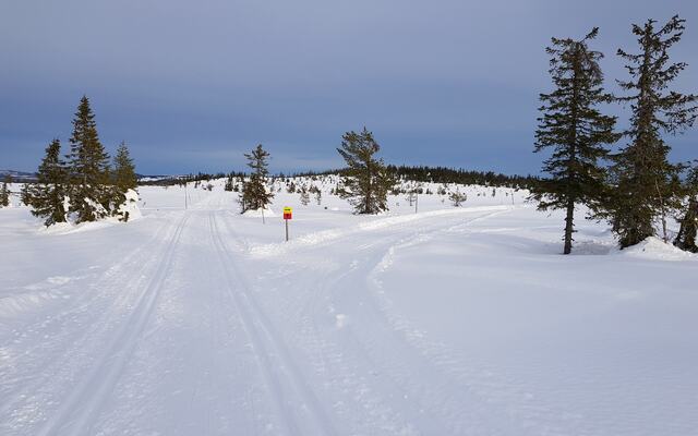 Fra Appelsinhaugen der kort- og lang løype skiller lag. (Foto: Stein Arne Negård)