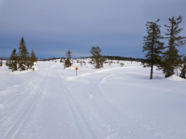 Fra Appelsinhaugen der kort- og lang løype skiller lag. (Foto: Stein Arne Negård)