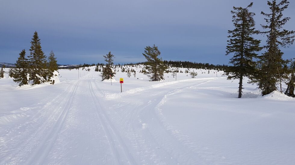 Fra Appelsinhaugen der kort- og lang løype skiller lag. (Foto: Stein Arne Negård)