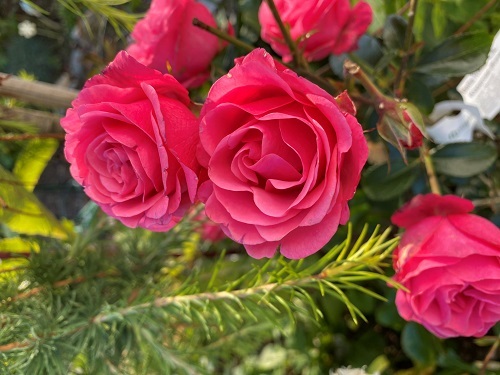 Rose rødrosa  500