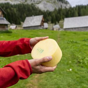 Illustrasjonsfoto fra osteproduksjon på en fjellgård. Mostphotos.com/Tjasa Janovljak