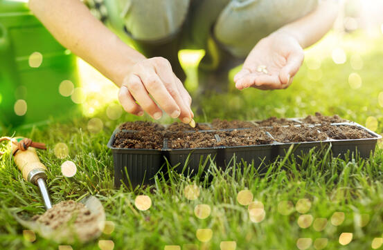hender som planter frø