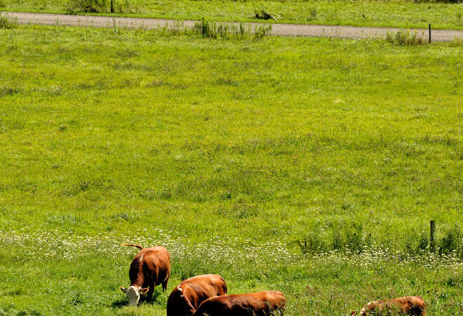 Cows in the fields in springtime