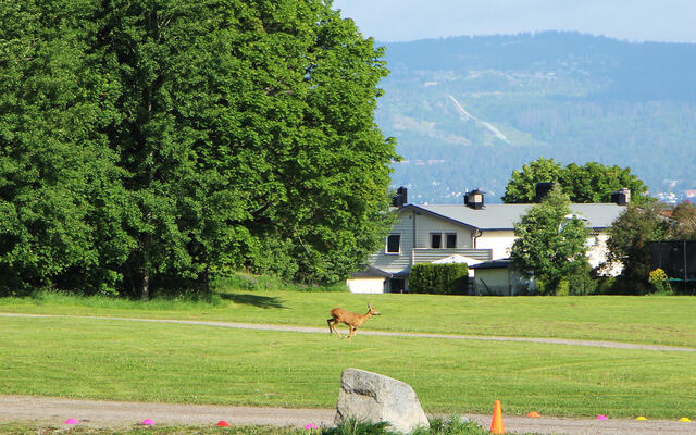 På Ekebergsletta: Selv i hovedstaden kan man komme tett på dyrelivet under løpeturen. (Foto: Charlotte Elvedal)