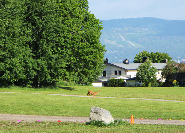 På Ekebergsletta: Selv i hovedstaden kan man komme tett på dyrelivet under løpeturen. (Foto: Charlotte Elvedal)
