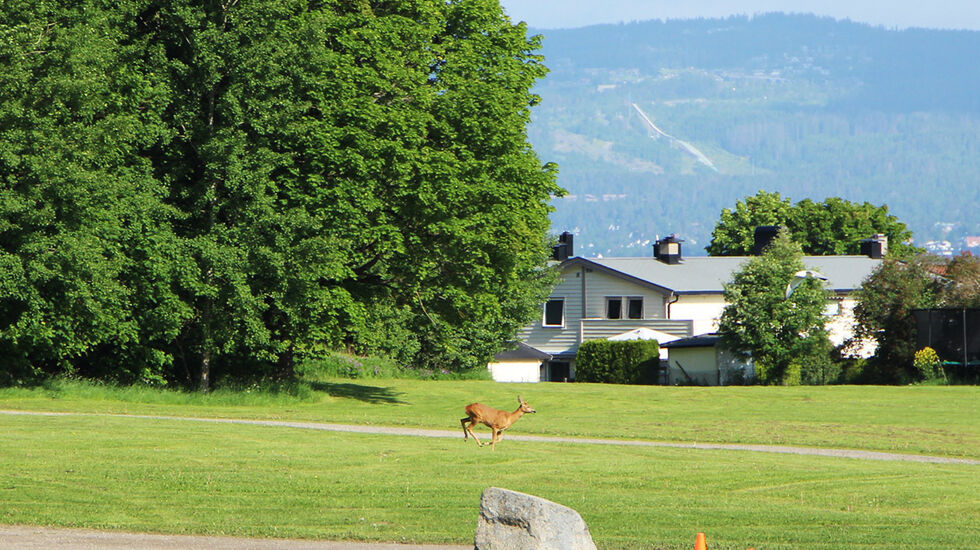 På Ekebergsletta: Selv i hovedstaden kan man komme tett på dyrelivet under løpeturen. (Foto: Charlotte Elvedal)