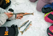 BArn ser på mens en voksen sløyer fisk på isen