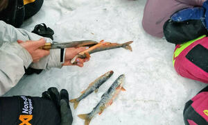 BArn ser på mens en voksen sløyer fisk på isen