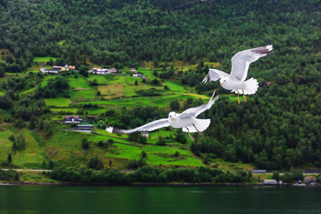 To måker som flyr over en fjord med grønn natur i bakgrunn.