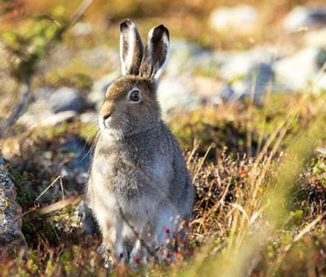 Bilete av hare (foto: Shutterstock)