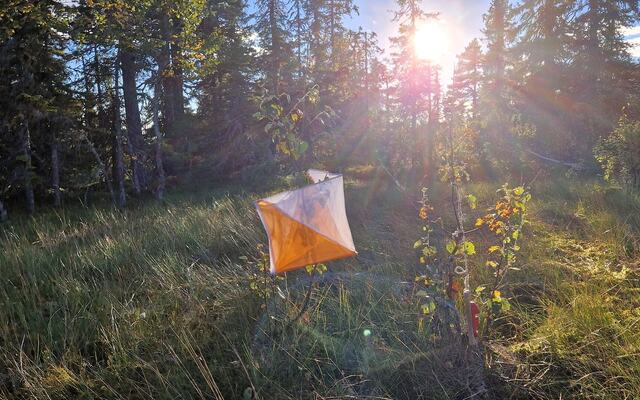 Myrpost i kveldssol. (Foto: Stein Arne Negård)