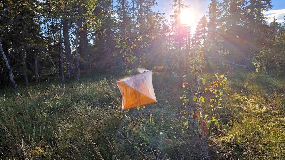 Myrpost i kveldssol. (Foto: Stein Arne Negård)