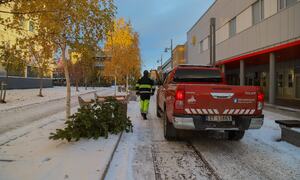 Miljø, park og idrett setter ut trær i gågata til vinterbelysning