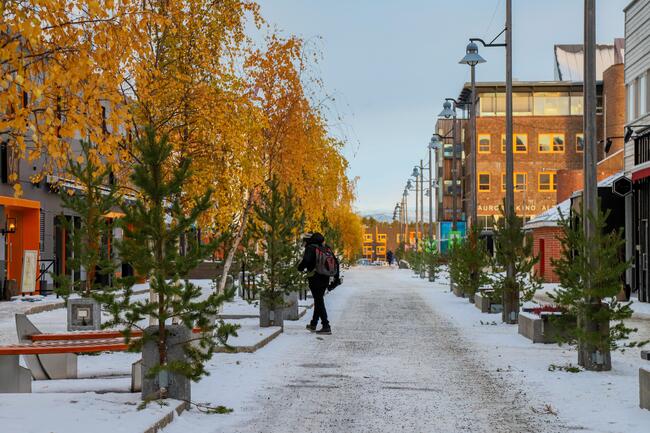 Miljø, park og idrett setter ut trær i gågata til vinterbelysning