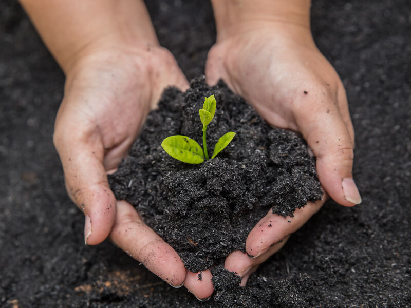 bilde av hender med kompostjord og en liten grønn spire