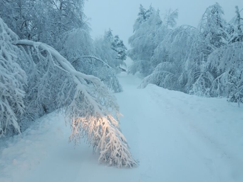 Bilde av vei og skog med mye snø