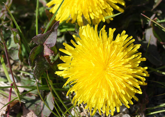 Nærbilde av blomsten løvetann