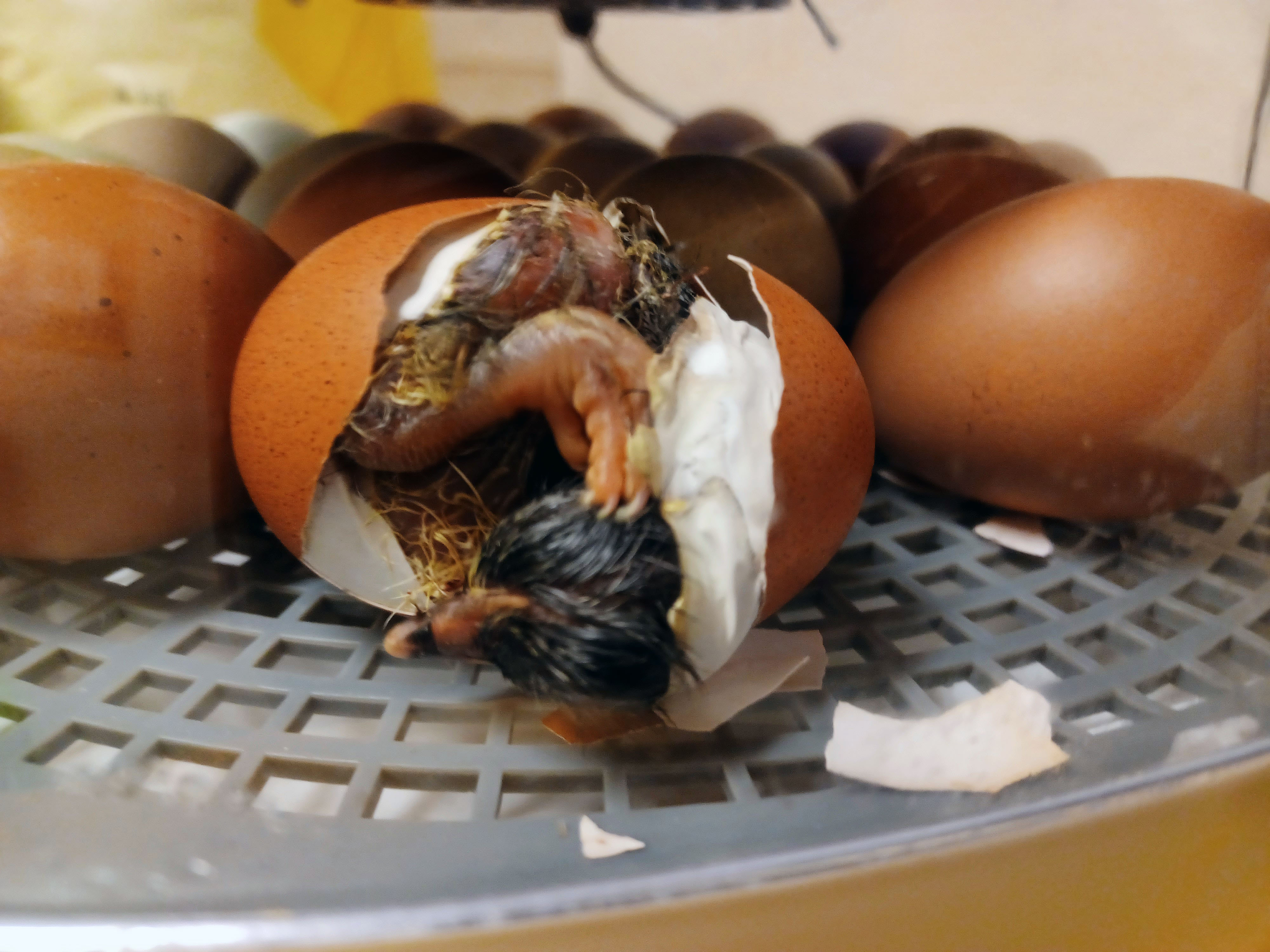 Kylling klekkes ut av egg