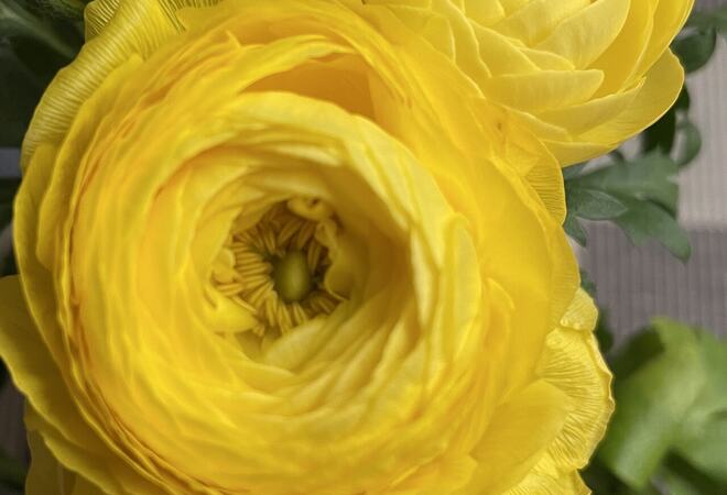 Foto av gul blomst