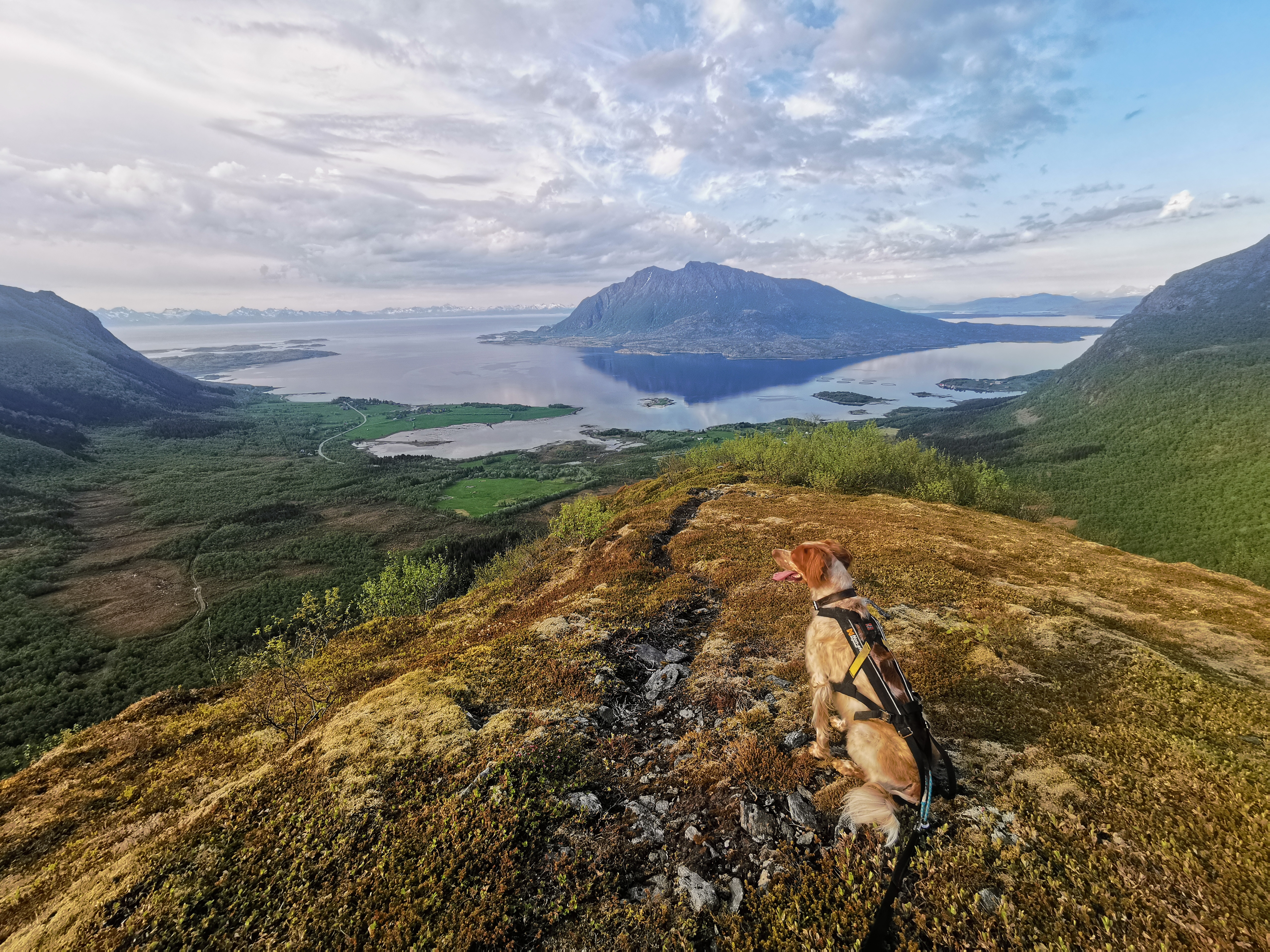 Sjoen fjell Engeløya og hund