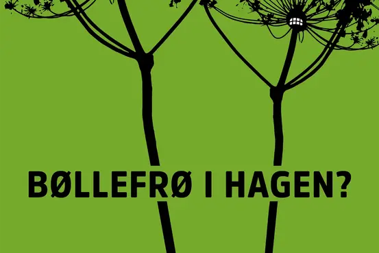 Bøllefrø i hagen