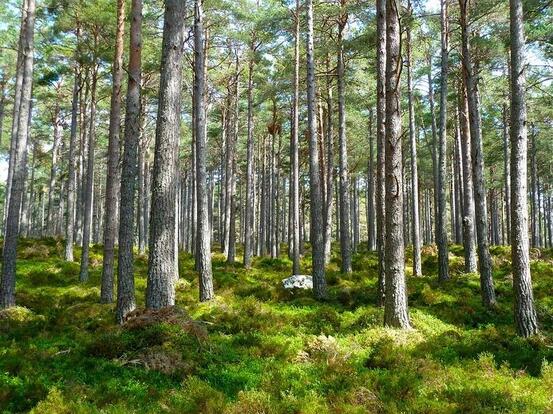 Skog