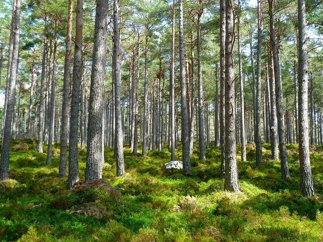 Skog