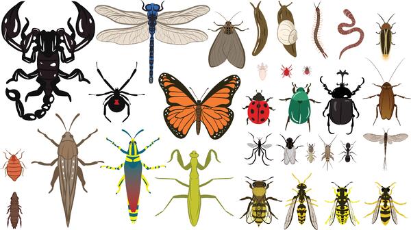 Illustrasjon av ulike insekter