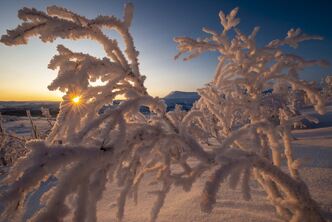 Bilde av snødekt lite tre med solstråler fra bakgrunnen. Foto: Porsanger kommune/Odd-Marcus Grøtte Pedersen