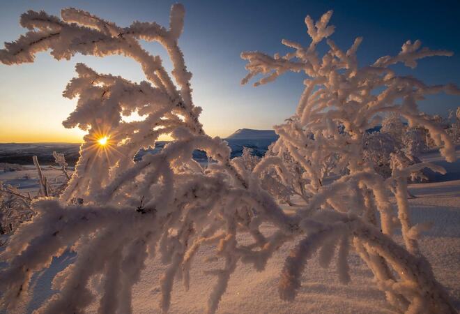 Bilde av snødekt lite tre med solstråler fra bakgrunnen. Foto: Porsanger kommune/Odd-Marcus Grøtte Pedersen