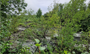 bilde fra skredområdet i Brennelv 1.8.2024. Foto: Porsanger kommune