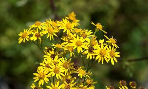 Landøyda Foto fra Plantevernleksikonet_ E. Fløistad_Bioforsk