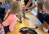 Det er spennende å følge med når kokken fileterer fisken