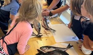 Det er spennende å følge med når kokken fileterer fisken
