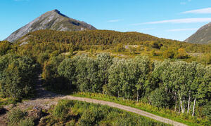 Tomt i Mølleskog