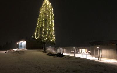 Julegrana ved helsetunet. Foto: Ellen Thuseth