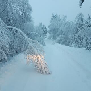 Bilde av vei med mye snø, og trær som henger utover veien