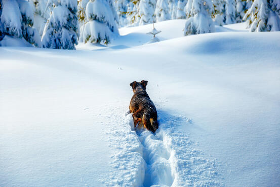 Hund som løper i dyp snø