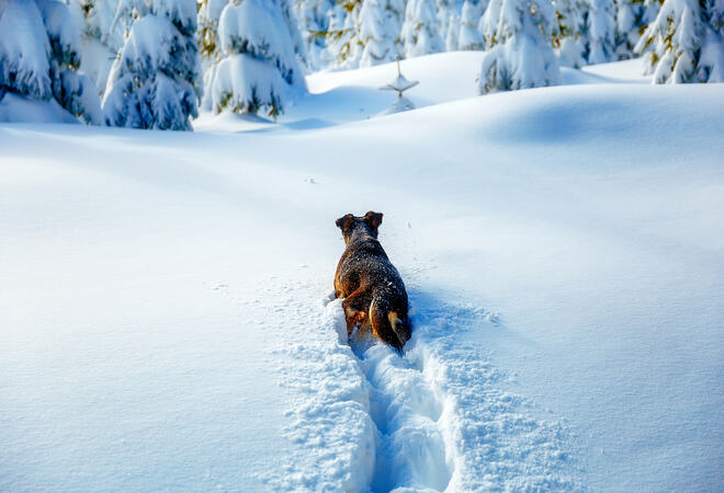 Hund som løper i dyp snø