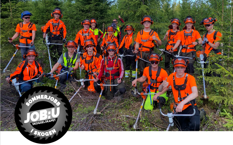 sommerjobb i skog