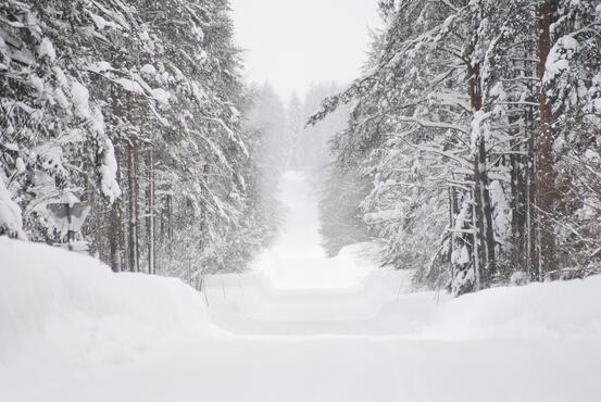 På bilde: Vinterveg gjennom skog. Bilde er hentet fra Pixabay