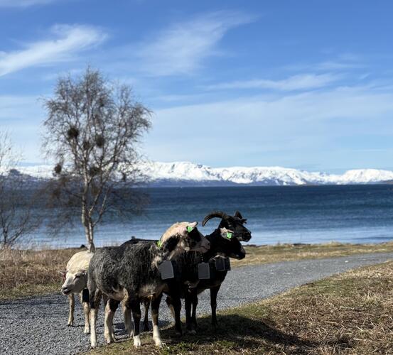 Sau i Tollevika