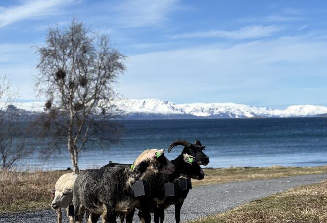 Sau i Tollevika