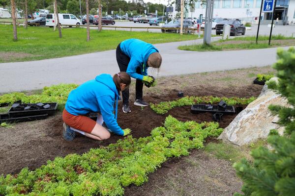 Blomster i sentrum