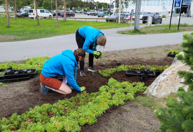Blomster i sentrum