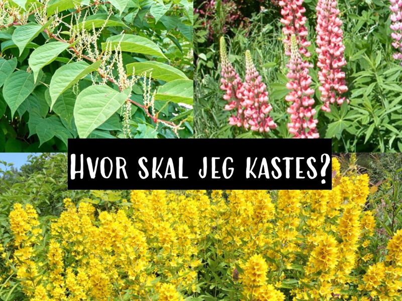 Bilde av ulike svartelistede planter, tekst i bildet: Hvor skal jeg kastes?