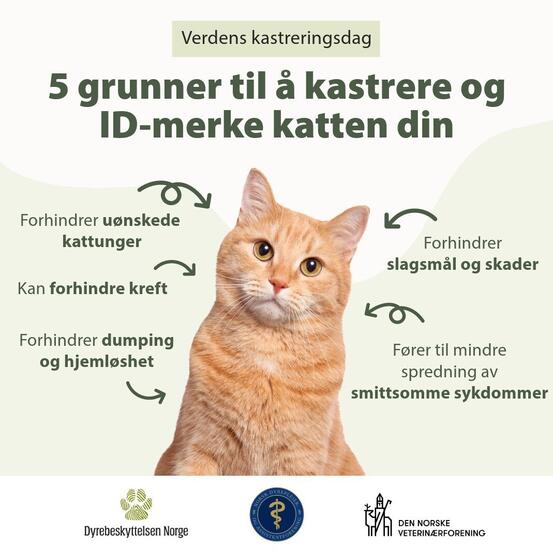 På bilde: 5 fordeler med å kastrere katten din. Bilde er hentet fra Dyrebeskyttelsens nettside. På bilde: 5 fordeler med å kastrere katten din. Bilde er hentet fra Dyrebeskyttelsens nettside.